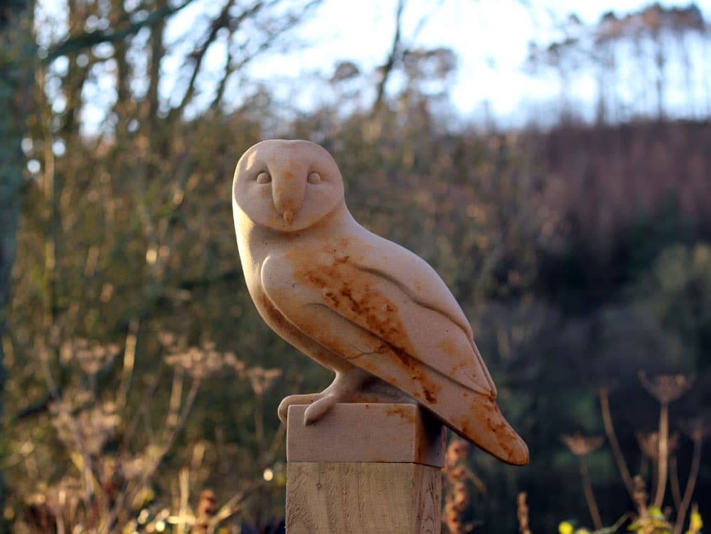 Barn Owl